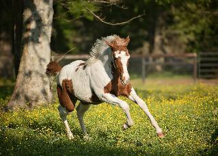 Bourbeaux Farms Paint Horses